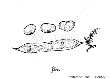 Hand Drawn of Fresh Cluster Bean or Guar Hand Drawn of Fresh Cluster Bean or Guar 35900750