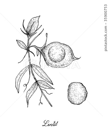 Hand Drawn of Fresh Lentil Pod on Tree 35900753