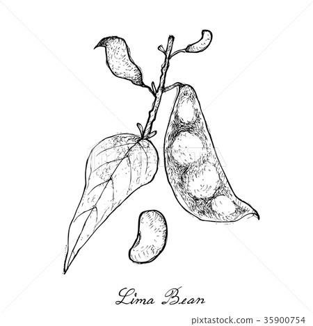 Hand Drawn of Fresh Green Lima Bean Hand Drawn of Fresh Green Lima Bean 35900754