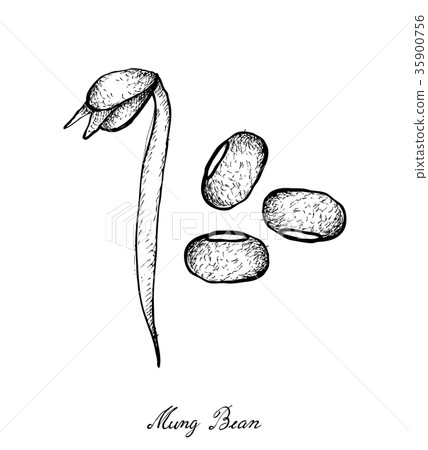 Hand Drawn of Mung Beans and Bean Sprout Hand Drawn of Mung Beans and Bean Sprout 35900756