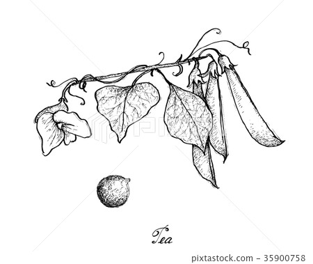 插图素材: hand drawn of delicious sweet green pea