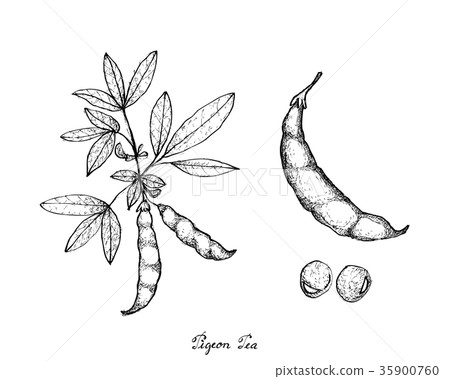 Hand Drawn of Pigeon Pea and Cajanus Cajan Plant 35900760