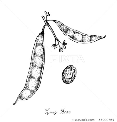 Hand Drawn of Tepary Bean Podss White Background 35900765