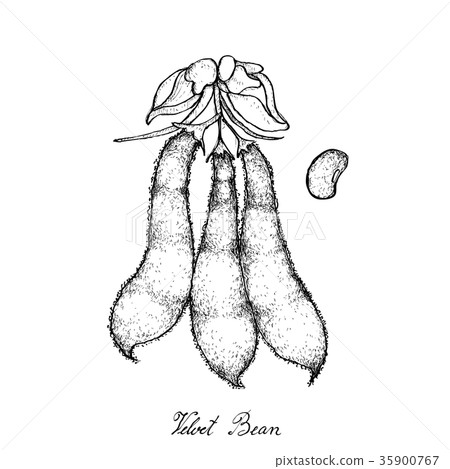 Hand Drawn of Velvet Bean Pods on White Background 35900767