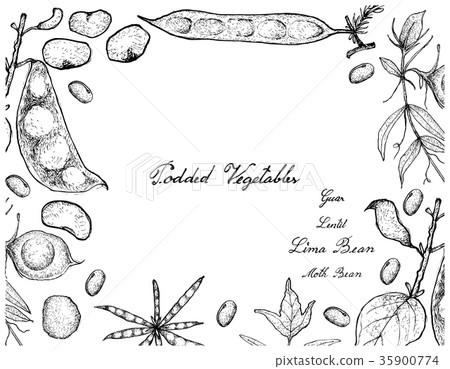 Hand Drawn of Podded Vegetables Frame 35900774