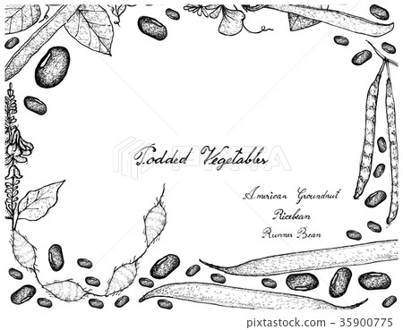 Hand Drawn of Podded Vegetables Frame 35900775