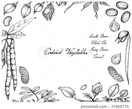 Hand Drawn of Podded Vegetables Frame Hand Drawn of Podded Vegetables Frame 35900776