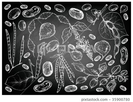 Hand Drawn of Podded Vegetables on Chalkboard 35900780
