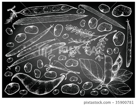 Hand Drawn of Podded Vegetables on Chalkboard 35900781