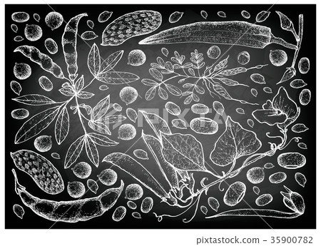 Hand Drawn of Podded Vegetables on Chalkboard 35900782