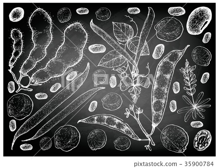 Hand Drawn of Podded Vegetables on Chalkboard 35900784