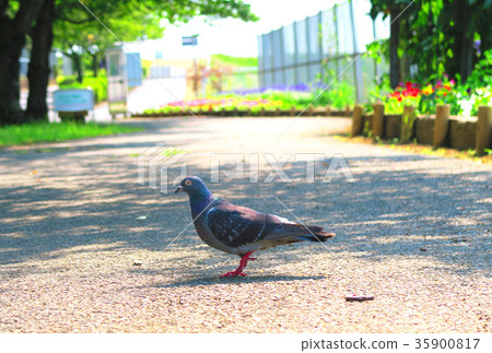 Kawarabato (Dobato) in the park Kawarabato (Dobato) in the park 35900817