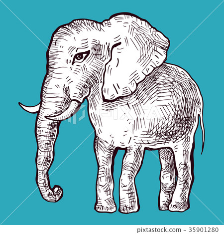 Elephant. Vector illustration Elephant. Vector illustration 35901280