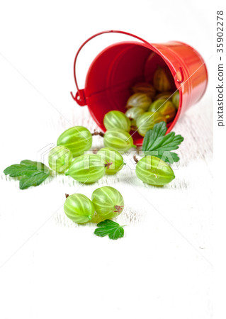 green gooseberry in metal bucket 35902278