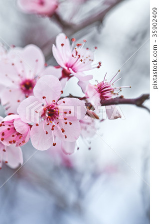 spring blossoms 35902409