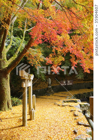 生動的楓樹 35904607