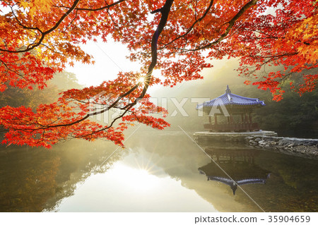 Maple, Uhwajeong, Busan, Jeongeup, Jeonbuk 35904659