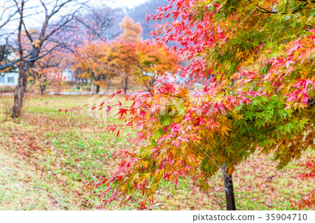 Lake Towada (November Autumn Morning Rain) Lake Towada (November Autumn Morning Rain) 35904710