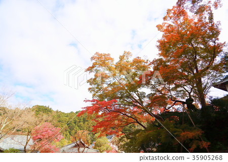 千年楓葉秋葉 千年楓葉秋葉 35905268