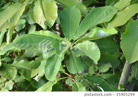 Tree: Family Magnoliaceae Tree: Family Magnoliaceae 35905299