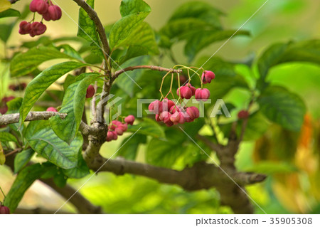 Tree: Mayuko family 35905308