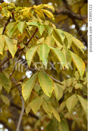 Tree: Tortininaceae Tree: Tortininaceae 35905322