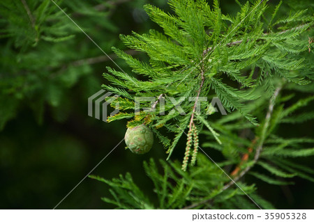 Tree: rakushosho cypress family 35905328