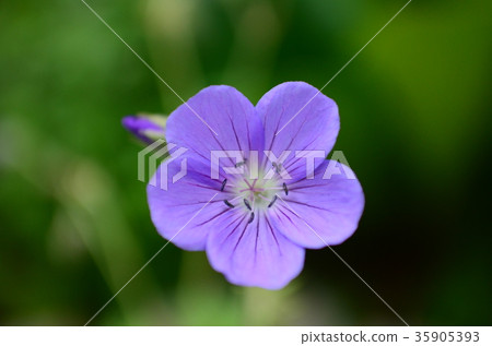 藍色天竺葵（Furoso） 35905393