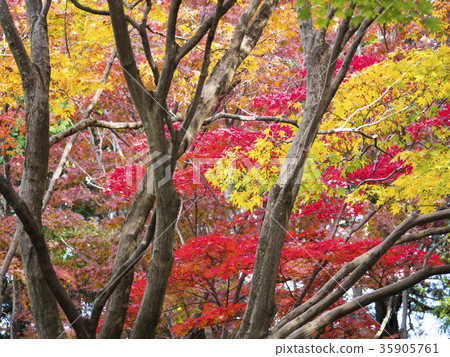 秋天的樹葉 35905761
