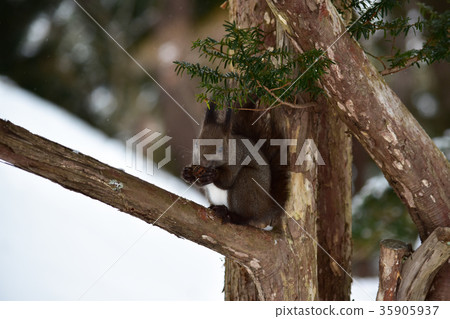 Winter squirrels to eat walnuts quietly 35905937