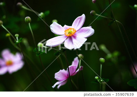 已經開始綻放的呼喊雛菊花的一朵花 35907639