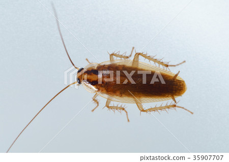 German cockroach 2-7 German cockroach 2-7 35907707