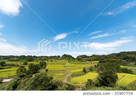 開花在Asuka村莊稻草的露台的米領域的Higanbana 開花在Asuka村莊稻草的露台的米領域的Higanbana 35907759