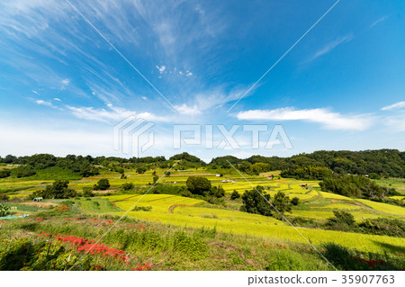 開花在Asuka村莊稻草的露台的米領域的Higanbana 開花在Asuka村莊稻草的露台的米領域的Higanbana 35907763