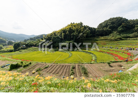 開花在Asuka村莊稻草的露台的米領域的Higanbana 35907776