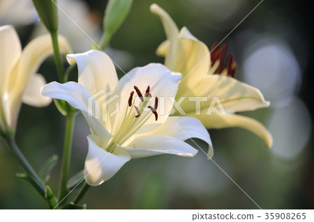 杜鵑花yurien 杜鵑花yurien 35908265