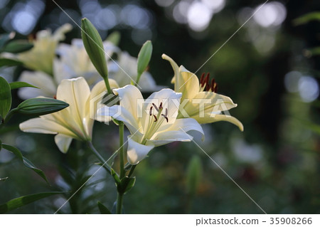 杜鵑花yurien 杜鵑花yurien 35908266