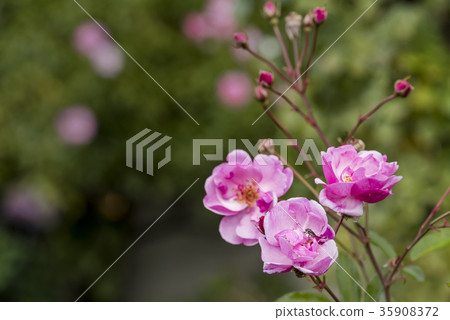 Three sisters of a rose Three sisters of a rose 35908372