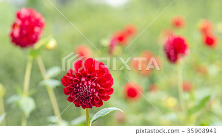 Dahlia 16: 9 35908941