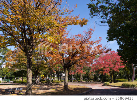 秋葉在公園(Keyaki和Nankin Haze) 秋葉在公園(Keyaki和Nankin Haze) 35909435