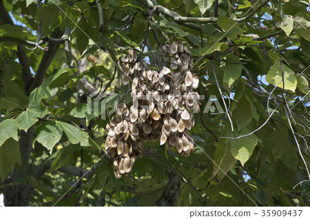 水煮的水果 水煮的水果 35909437