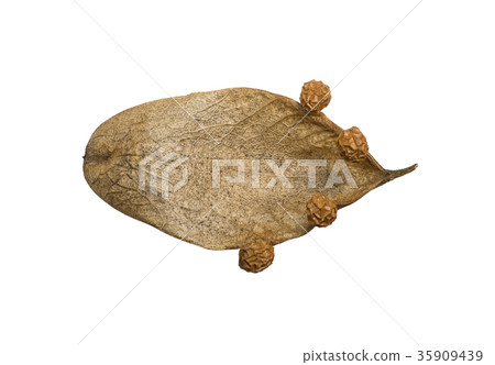 Oogiri心皮和種子 35909439