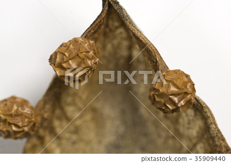 Sea urchin seeds Sea urchin seeds 35909440