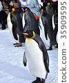 Asahiyama Zoo Walk of penguins 35909595