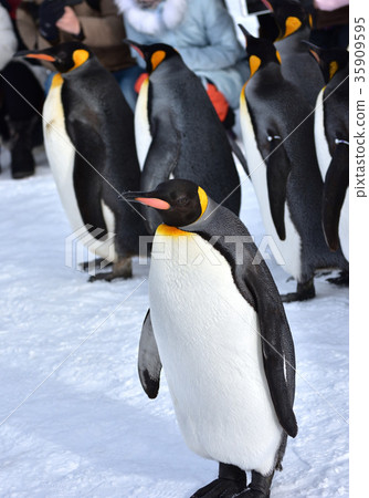Asahiyama Zoo Walk of penguins 35909595