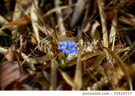 Haru Rindow Haru Rindow 35910557