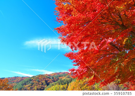Lake Momiji Autumn leaves 35910785