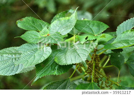 Plant: Kamenidae family 35911217