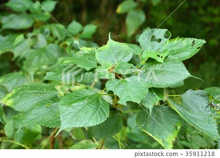 Plant: Kamenidae family 35911218