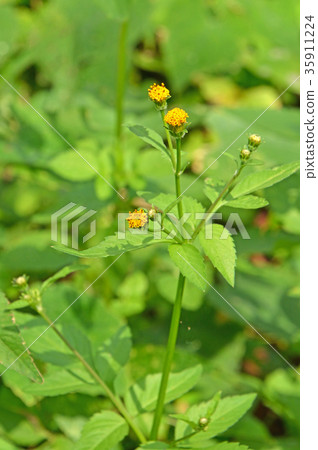 植物：Kosen dang 35911224